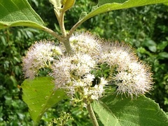 Callicarpa acuminata