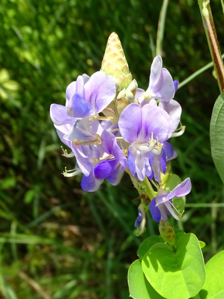 Codariocalyx gyroides