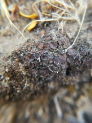 Placidium squamulosum