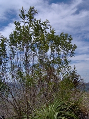 Fraxinus dubia