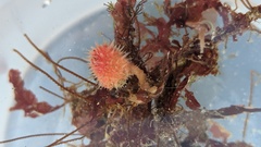 Boltenia villosa
