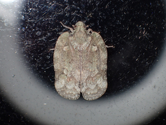 Flataloides scabrosus