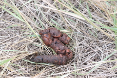 Canis latrans lestes
