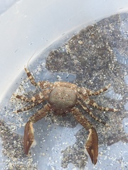 Petrolisthes manimaculis