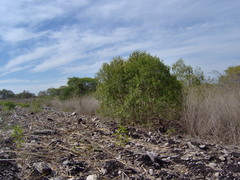 Fraxinus dubia