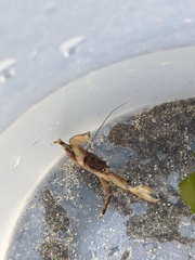 Petrolisthes manimaculis