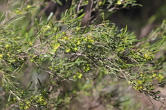 Dodonaea viscosa angustissima
