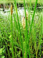 Eleocharis interstincta