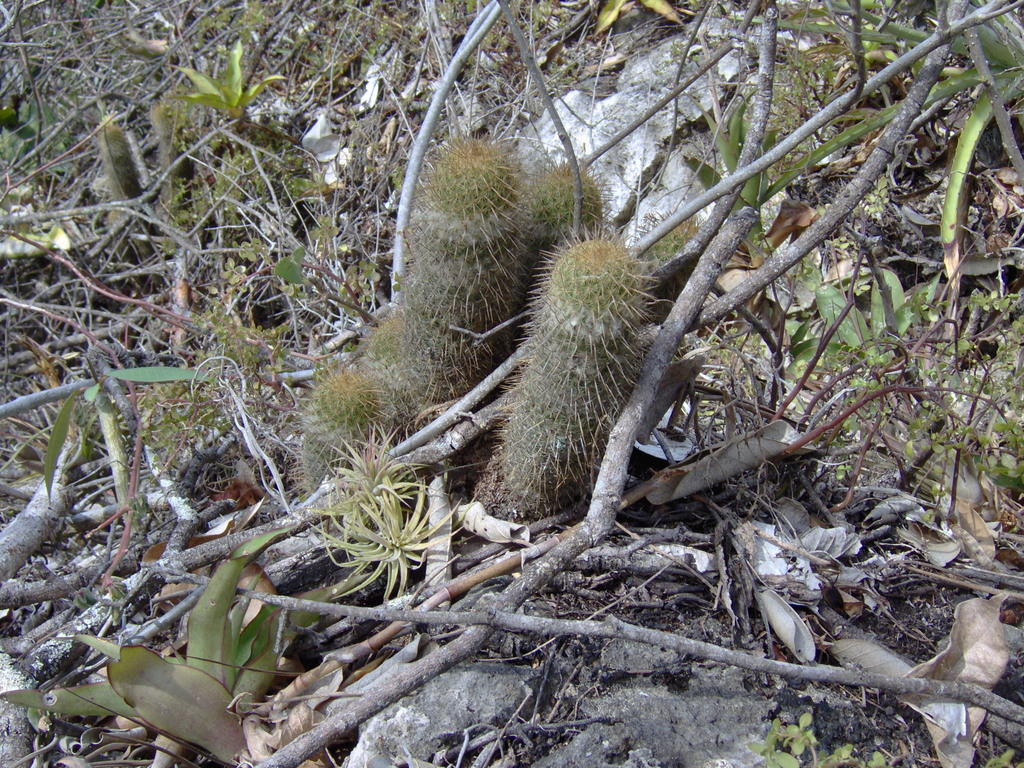 Mammillaria eriacantha, Veracruz, MX