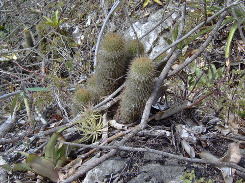 Mammillaria eriacantha