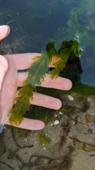 Ulva taeniata