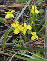 Hypericum suffruticosum