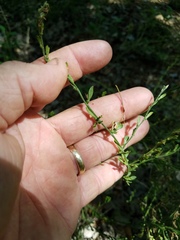 Dicliptera sexangularis