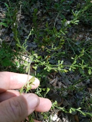 Dicliptera sexangularis