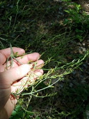 Dicliptera sexangularis