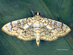 Haritalodes