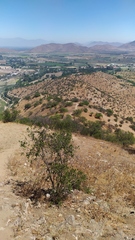 Colliguaja odorifera