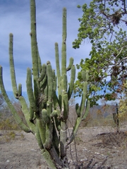 Cephalocereus scoparius