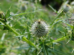 Diaea ambara
