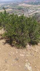 Colliguaja odorifera