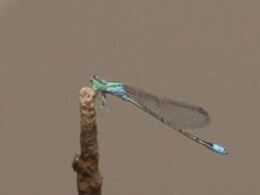 Pseudagrion coeleste