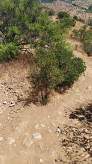 Colliguaja odorifera