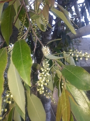 Prunus serotina capuli