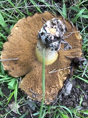 Suillus fuscotomentosus