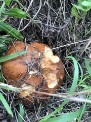 Suillus fuscotomentosus