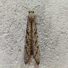 Palparini
