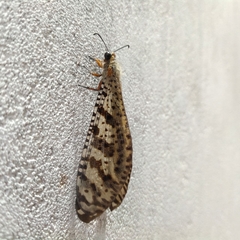 Palparini