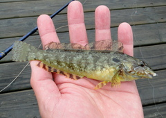 Hexagrammos octogrammus