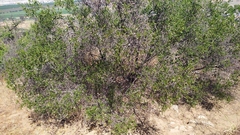 Colliguaja odorifera