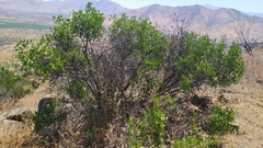 Colliguaja odorifera