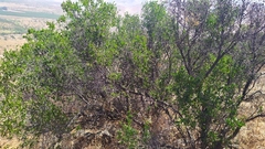 Colliguaja odorifera