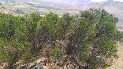 Colliguaja odorifera