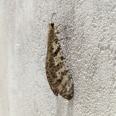 Palparini