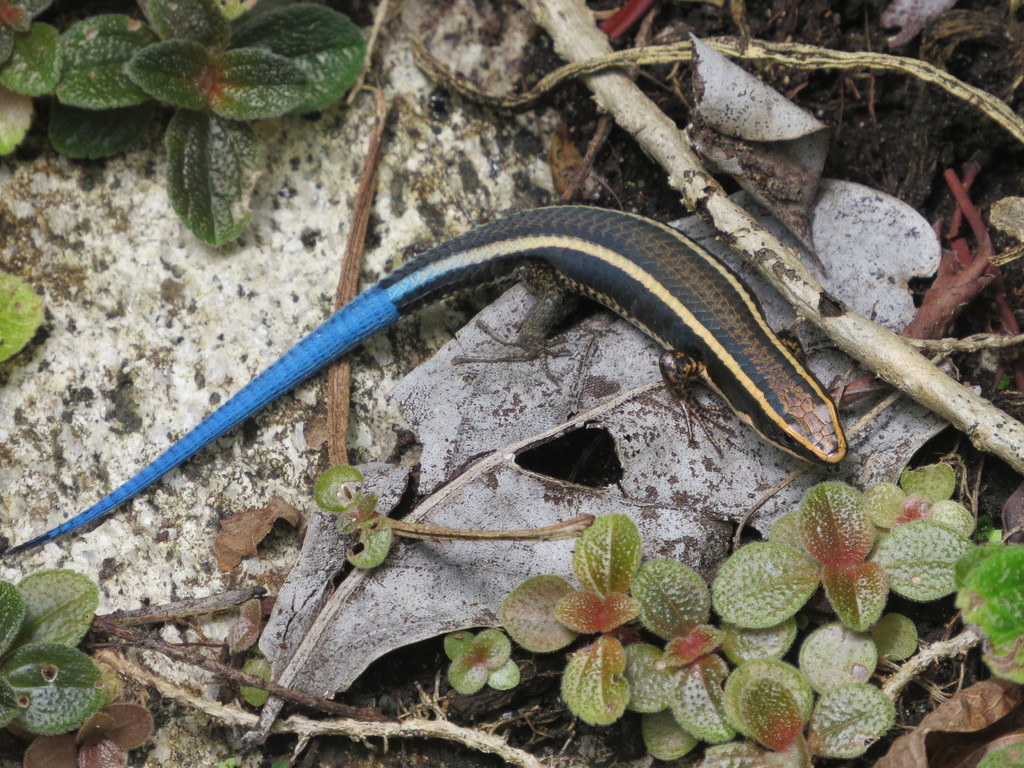Rio Magdalena Tegu