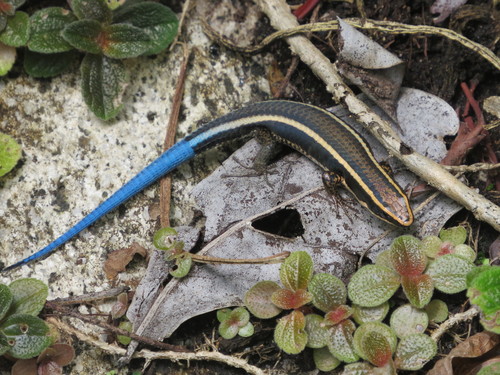 Rio Magdalena Tegu
