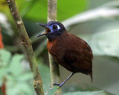 Chestnut-Backed Antbird photo 2