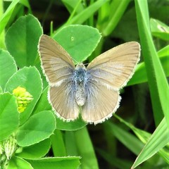 Zizina otis labradus