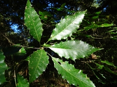 Quercus xalapensis