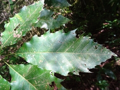Quercus xalapensis