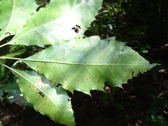 Quercus xalapensis