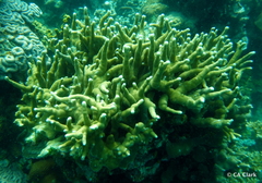 Porites cylindrica