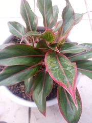 Araceae