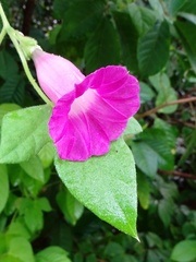Ipomoea peteri
