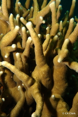 Porites cylindrica