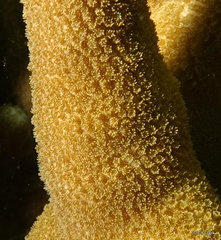 Porites cylindrica