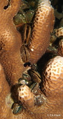 Septifer bilocularis